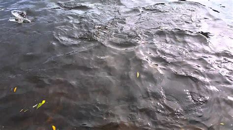 Feeding the Trout at Sylvia Lake in Gig Harbor, WA - YouTube