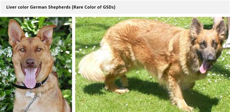 Rare German Shepherd Colors