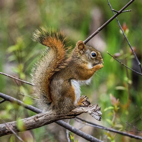 Baby Red Squirrel Portrait Photograph By Paul Freidlund