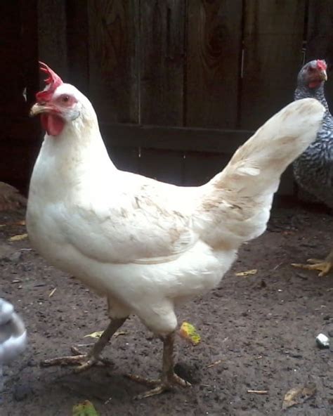 Advantages And Disadvantages Of Featherless Naked Chickens