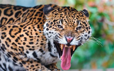 Download Wallpaper 3840x2400 Jaguar Face Teeth Predator Big Cat 4k