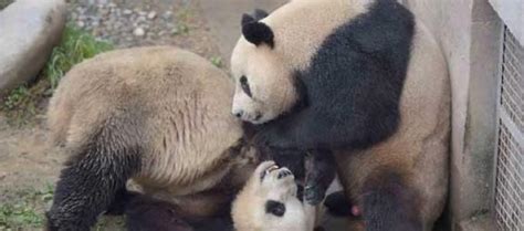 Female Giant Panda Mei Qian L And Male Panda Jin Ke Are Put
