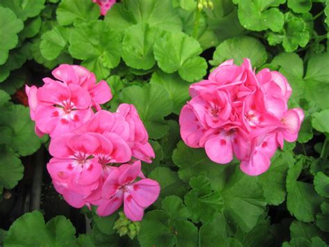 The Different Types Of Low Maintenance Geraniums Garden Lovers Club