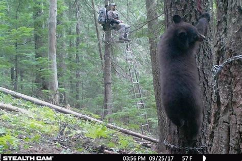Tips For Hunting Bears Over Bait Great American Wildlife