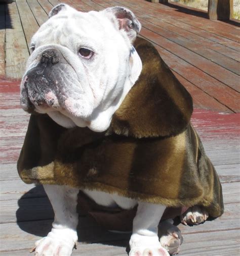 Order Faux Fur English Bulldog Coat Fully Lined By Meatywildman