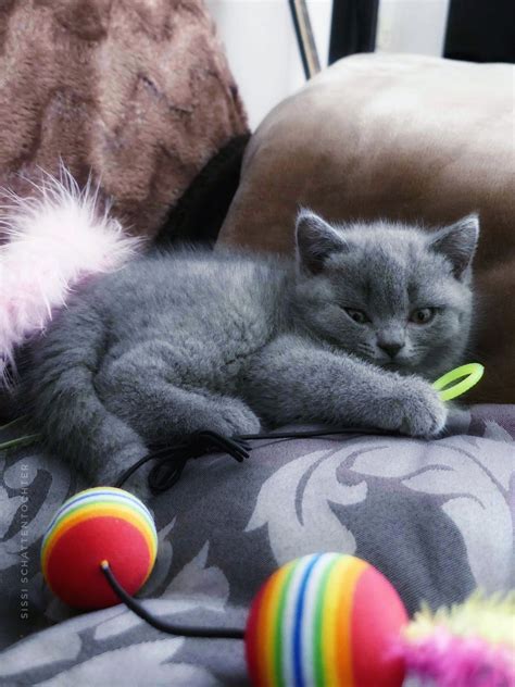 Bsh Kitten Edda 9 Weeks Meggy British Shorthair Domestic Cat Cat