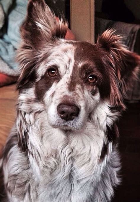 20 Things All Border Collie Owners Must Never Forget Cute Dogs Dog