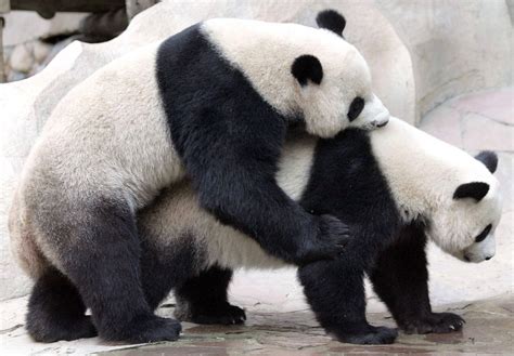 Thailands Sex Shy Giant Panda Dies Aged 19 Environment The Jakarta Post