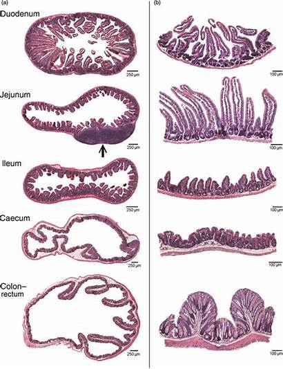Cut Intestinal Transversely Sections Histological Various Peyer