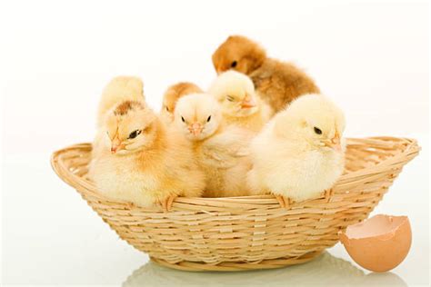 Cute Sleepy Baby Chicken Stock Photos Pictures And Royalty Free Images