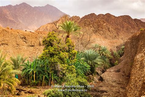 Uae Date Palms And Fruit Trees In Arabian Desert Wadi Fotoventura