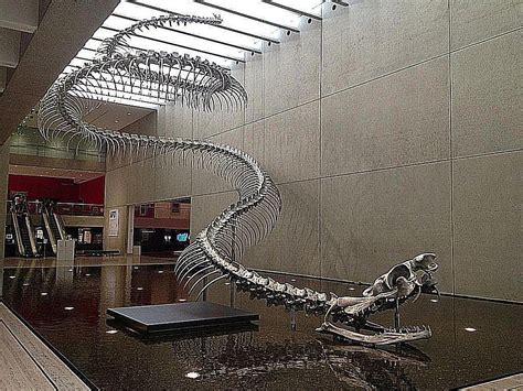 Snakes Fossil Of Largest Snake Found In Colombia