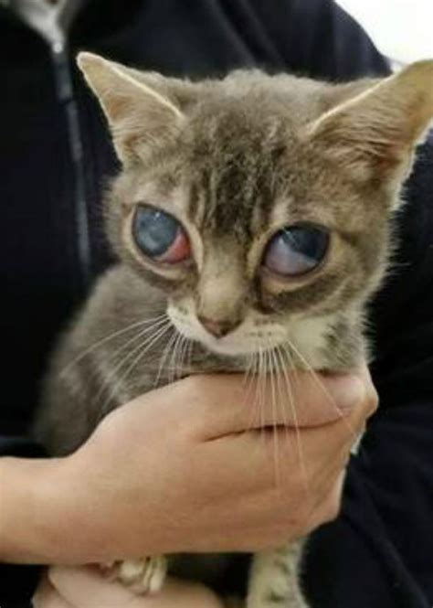 Britains Saddest Kitten Fundraiser Launched To Help Sick Feline