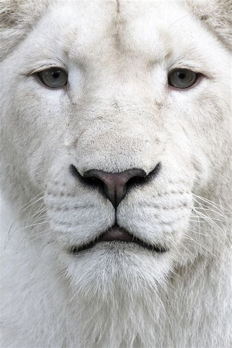 White Lion Beautiful Pinterest