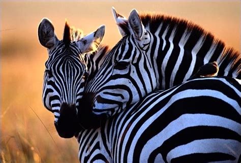 Pin By Jackie Pointer On Fauna Animals Wild Animals Zebra Pictures