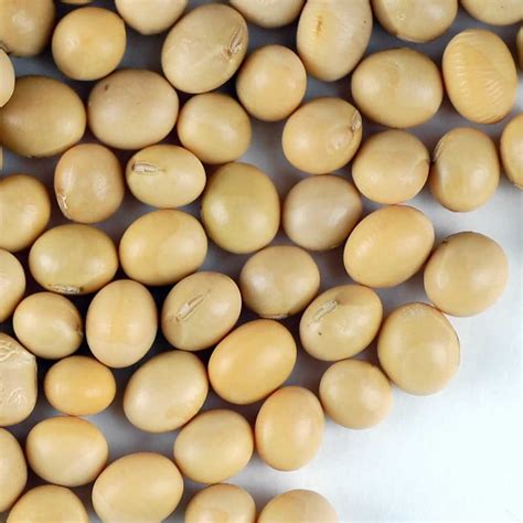 Soybean Seeds 30 G Packet ~175 Seeds Organic Non Gmo Sprouting