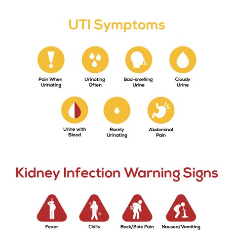 Kidney Infection Vs Uti Whats The Difference Cardiacdirect