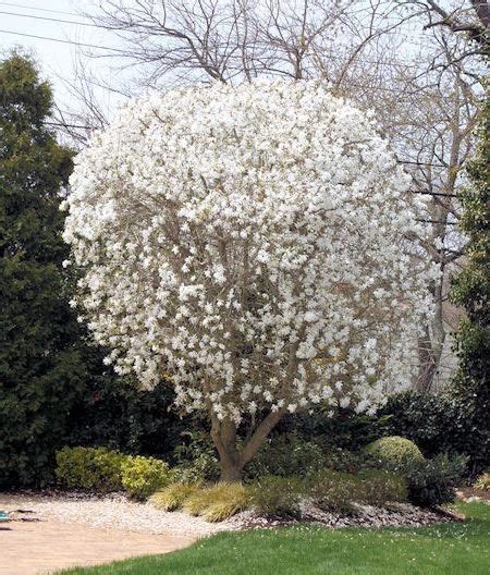 A Guide To Northeastern Gardening Spring Flowering Trees