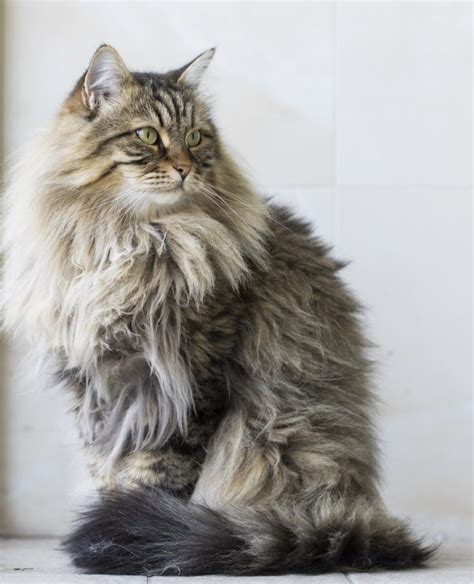Are Siberian Cats Hypoallergenic Tips For Families With Allergies In