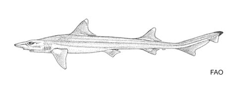 Deepwater Sicklefin Houndshark Hemitriakis Abdita Shark Database