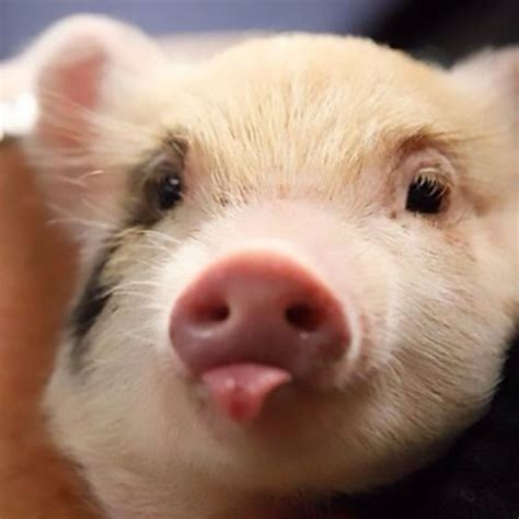 Rất Hay Những Hình ảnh Con Lợn Con Heo đẹp Dễ Thương đáng Yêu