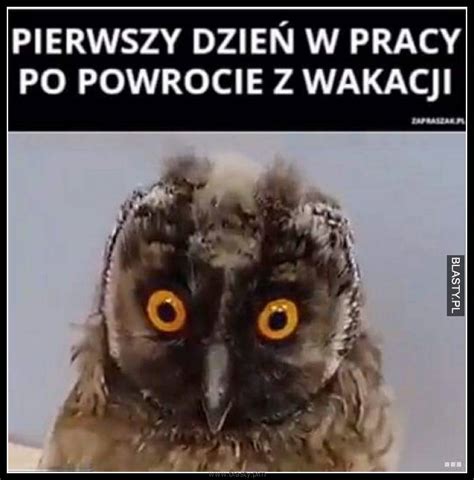 Pierwszy dzień w pracy po powrocie z wakacji memy gify i śmieszne