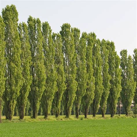 Hybrid Poplar Fast Growing Trees Thuja Green Giant Columnar Trees