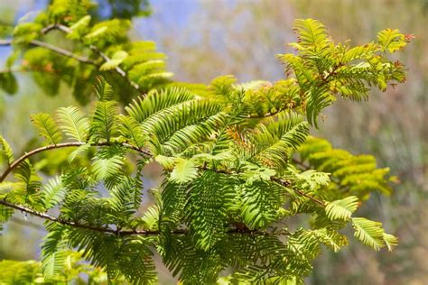 Branch Of The Dawn Redwood In Early Autumn Close Up Stock Photo Image