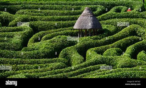 The Amazing Low Hedges Maze At Glendurgan Gardens Near Mawnan Smith
