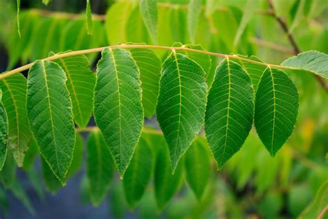 Aug 11, 2016 · along with their arrangement on a stem, leaves are described in terms of their shape and their edge. How to Identify Trees by Their Leaves | How to identify ...