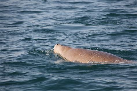 Species New To Science Marine Mammal 2018 Large Dugong Dugong
