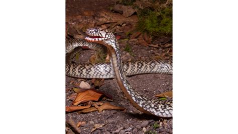 Congo Water Cobra Snake Bite