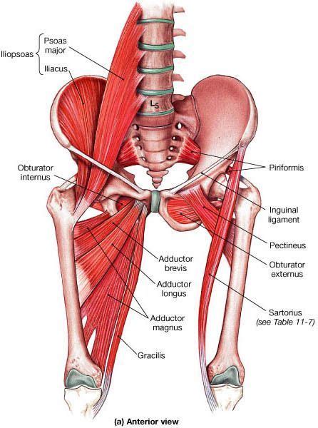The first group arise from the shoulder girdle and cross the the muscles forming the muscle mass of the posterior thigh are the hamstrings; Muscles that move the Femur. These muscles are larger and ...