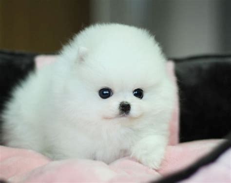 1600 x 1076 jpeg 239 кб. Little Cute White Pomeranian | Animales bebé bonitos ...