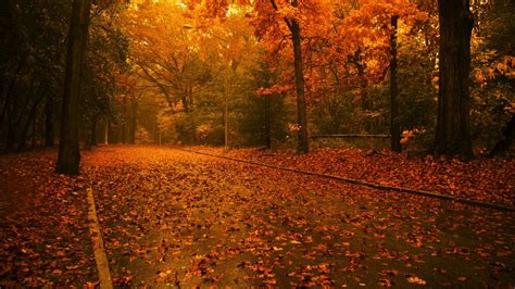 Tapety fotografování podzim les krajina spadané listí listy silnice x aDie