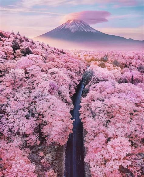 An Aerial View Of A Road Surrounded By Pink Trees