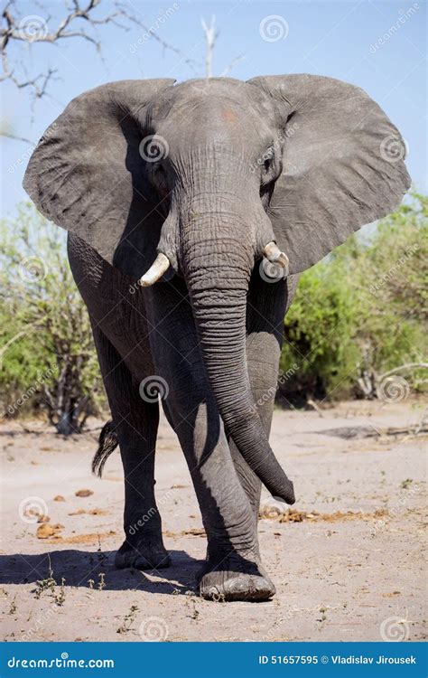 African Elephant Loxodonta Africana At Waterhole In Etosha National