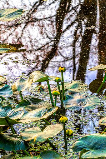 Nature Lily Pads In A Pond Reflecting Tree Stock Photo Download Image