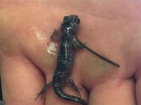 Marbled Salamander SH Js Virginia State Parks Flickr