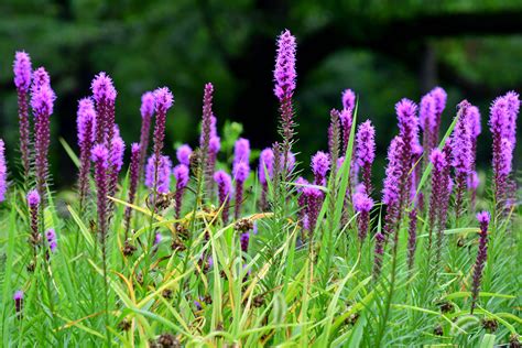 How To Grow And Care For Liatris Blazing Star