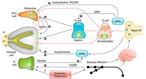 The Physiology Of The Gastric Parietal Cell Physiological Reviews