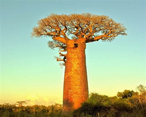 Baobab Trees In Gambia