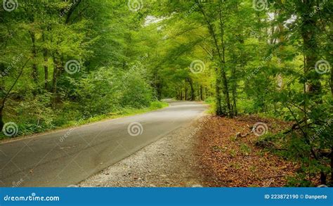 Winding Road Through Forest Stock Photo Image Of Green Winding