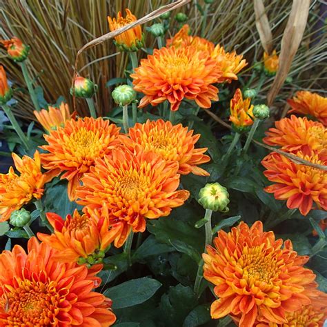 Decorative And Hardy Mums At Knechts Knechts Nurseries And Landscaping