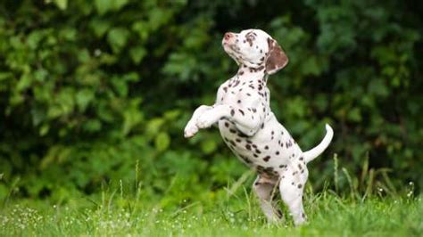 Dalmatian Puppies For Sale Greenfield Puppies