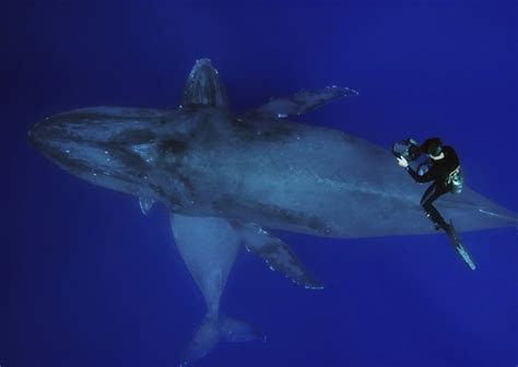 Top 10 Amazing Underwater Shots Top Inspired