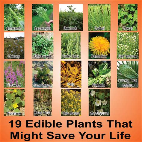 a huge list of edible plants and weeds for survival offgridhub