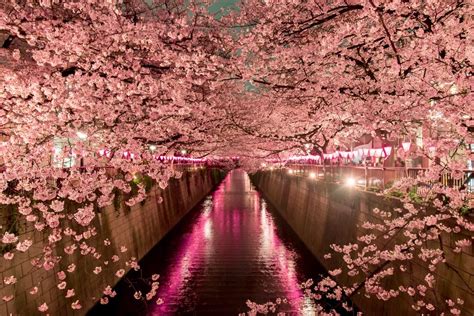 When To See Japans Cherry Blossom Trees In Full Bloom Cherry Blossom