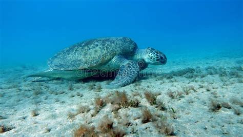 Big Green Turtle On The Reefs Of The Red Seagreen Turtles Are The