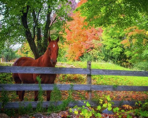Beautiful Horse In Fall Foliage Photograph By John Vose Fine Art America